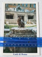 CAT IN ROME Italy Roma CATS KITTEN PET ANIMAL PHOTO PRINTED IN ITALY Vintage CAT picture
