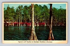 LA-Louisiana, Cypress & Azaleas in Southern Louisiana, Vintage c1963 Postcard picture
