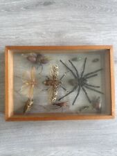 Antique real  vtg oddities insect glass wood box case rare Entomology  picture