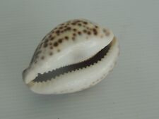 Cypraea tigris   (92.8mm) 4 INCH BEAUTIFUL picture