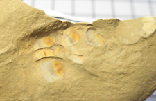 Cambrian Chengjiang fauna fossil China Diandongia pista brachiopod picture