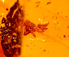 Beautiful Spider with Visible Spinnerets in Dominican Amber Fossil Gemstone picture