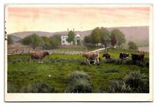 Antique 1910s - Farm With Cows - Rochester, Pennsylvania Postcard (Posted 1916) picture