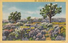 Vintage Postcard Joshua Palms on the Desert Unposted Curt Teich c1940 Linen picture