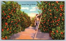 Orange Time In Florida Postcard Harvesting Picking Ripened Fruit picture