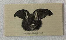 small 1883 magazine engraving~ LONG-EARED BAT picture