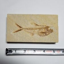 Nice Diplomystus Fossil Fish Green River Formation Kemmerer Wyoming picture