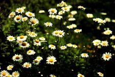 Wild Daisies Spring Up And Brighten Vermont's Roadsides & Open Meadows Postcard picture