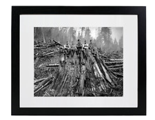 1925 Loggers Sitting on Cedar Stump Washington Framed & Matted Picture Photo picture