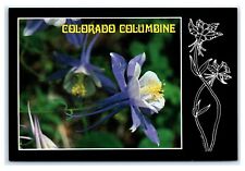 Postcard CO Colorado Columbine State Flower K19 picture