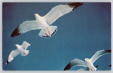 Postcard Seagulls in Flight picture