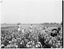 A view of women picking flowers in a sunflower field California Old Photo picture