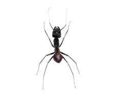 Camponotus gigas HUGE GIANT BULLET ANT MOUNTED PINNED picture