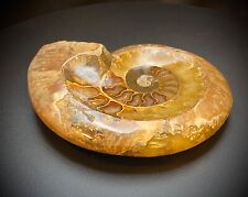 Ammonite Bowl 5.3