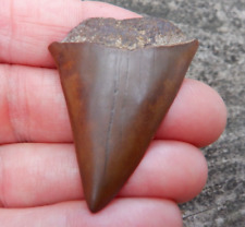 Scarce * RED * EXTINCT GREAT WHITE Hastalis Mako Fossil Shark Tooth NC m87 picture