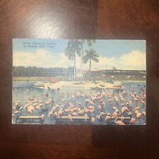 Miami FL-Florida, Hialeah Race Course, Flamingos Feeding, Vintage Postcard picture