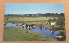  UNUSED POSTCARD - DAIRY CATTLE IN PASTURE CREEK picture