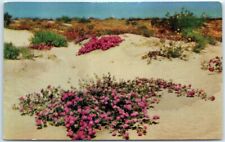 Postcard - Desert Verbenas On The Sand Dunes picture