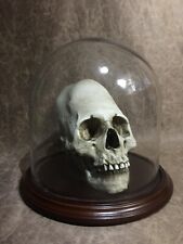 Dome Combo - Peruvian Elongated Human skull RESIN REPLICA ,  - Zane Wylie picture