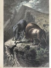 1874 CONTENDING FOR THE MASTERY TWO BULL BUFFALOES FIGHT HARPER’S WEEKLY picture