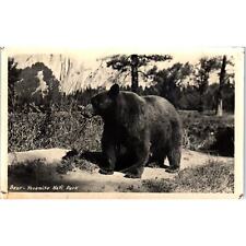 1951 Bear in Yosemite National Park CA Vintage Postcard PD9 picture