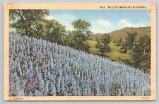 California, Lupine Wild Flowers Field, Vintage Postcard picture