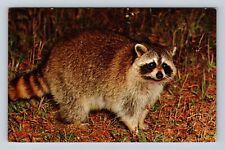 PA-Pennsylvania, Raccoon At Cook Forest State Park, Antique, Vintage Postcard picture