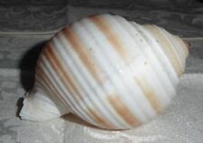Vintage Seashell - Tonna Sulcosa picture