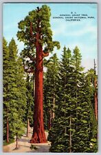 Postcard Kings Canyon National Park California General Grant Tree 1938 Linen picture