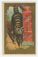 A.B. Seeley Trade Card Set My Rival the Maltese Cat Fight Series Victorian 1881 picture
