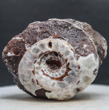 230gr Amazing whole Permian Ammonite Fossil Rough calcite Mollusca Timor picture