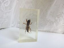 Vintage Gryllotalpa in epoxy, taxidermy cricket picture