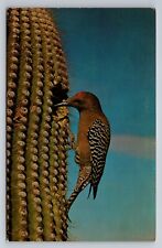 Gila Woodpecker In Saguaro National Monument Arizona Vintage Unposted Postcard picture