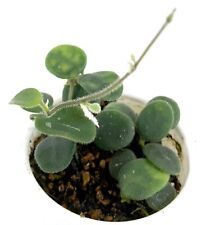 Succulent Plant--Hoya serpens-- ROOTED CUTTINGS in 3 oz Cup picture