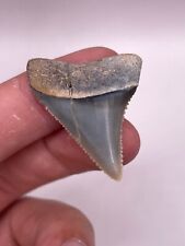 Rare 1.45” Peruvian Great White Shark Tooth Fossil picture