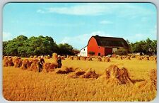 Amish Farms, Stacking Sheaves of Wheat, Middlebury, Indiana - Postcard picture