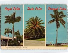 Postcard Popular Palms in Tropical Florida picture