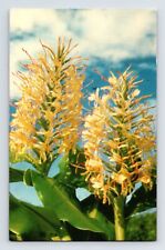 Postcard Hawaii Kahili Ginger Flower Detail 1960s Unposted Chrome picture