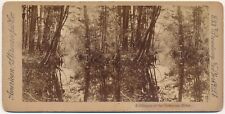 TENNESSEE SV - Suwanee River Scenery - American Stereo Co 1890s picture