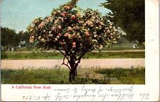 CA California, A California Rose Bush, Antique Undivided Back Postcard picture