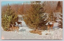 Herd of Deer Feeding in Winter Snow Houghton Lake Michigan Vintage Postcard picture