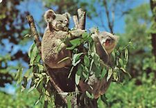 Postcard Australia Koala Bear in a tree Lone Pine Sanctuary Animal Queensland picture