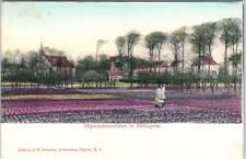 AMSTERDAM, Netherlands  FLOWER FARM   c1900s   Handcolored    Postcard picture