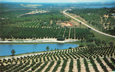 Clermont FL Florida, Citrus Groves & Lakes from Citrus Tower, Vintage Postcard picture
