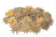 Multileg Sunflower Starfish Sea Shell Wedding Real Beach Craft 2-3