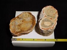 2 PETRIFIED WOOD limbs FACED and POLISHED … cut or display  … Madagascar picture