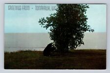 Tomahawk WI-Wisconsin, Greetings, Black Bear Eating Apples, Vintage Postcard picture