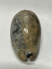 RARE Fossilized COWRIE Shell From Central Florida Pliocene Era  picture