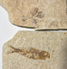 Fossil Plant Flower + Knightia Fish Fossil | Green River Fossil Fish | Wyoming  picture