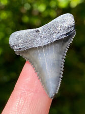 Gorgeous Little Great White Shark Tooth Fossil Sharks Teeth Fossils Ocean Gem picture